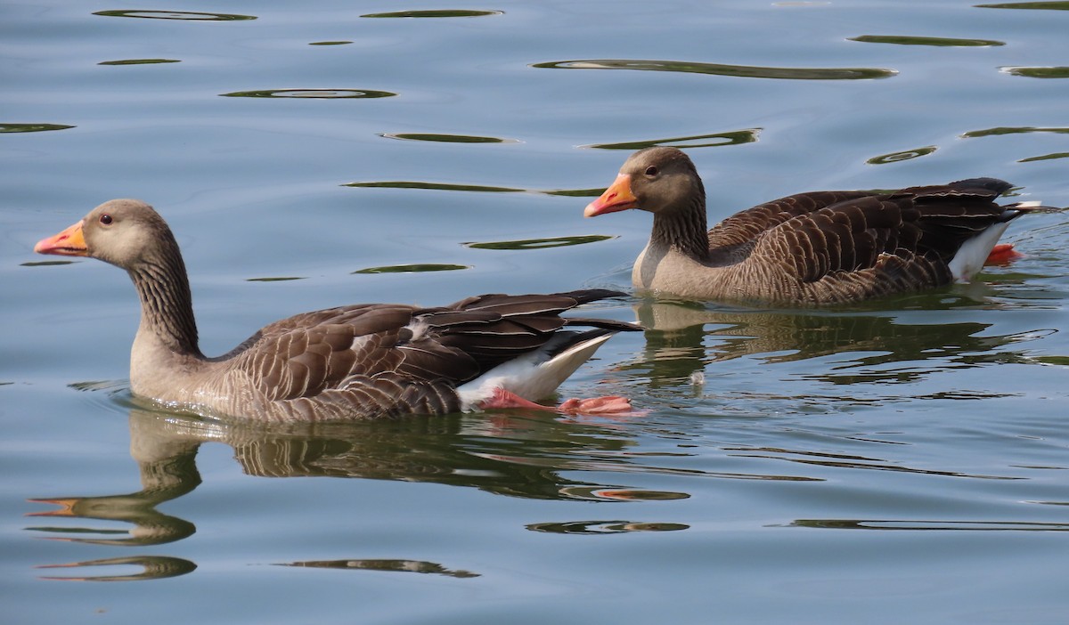 Graylag Goose - ML638556964