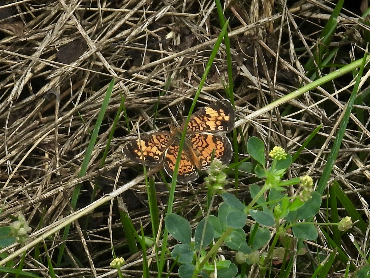 ML638556977 Animals Macaulay - 1200