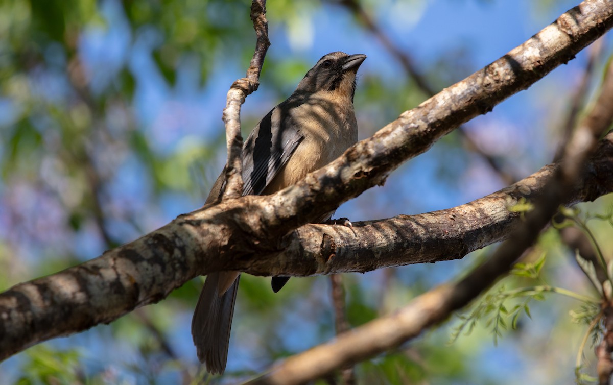 Bluish-gray Saltator - ML638557021