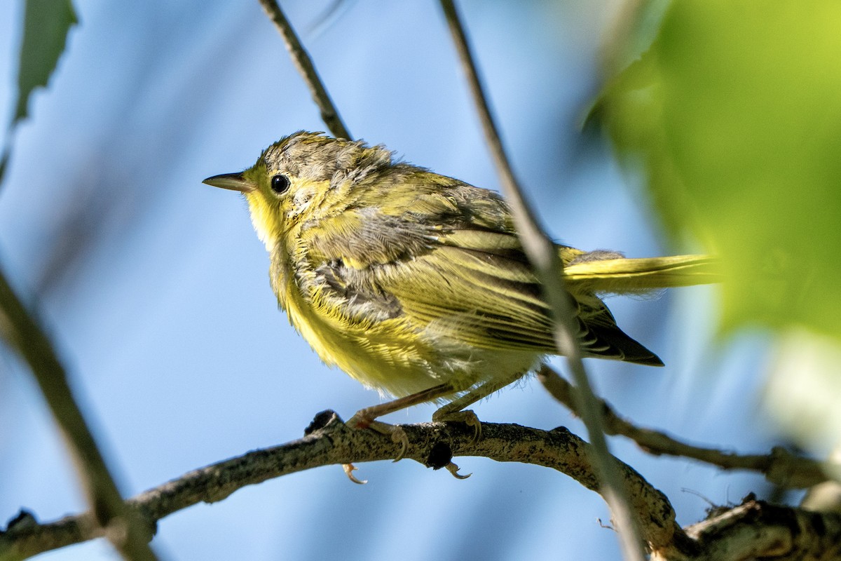 new world warbler sp. - ML638557033