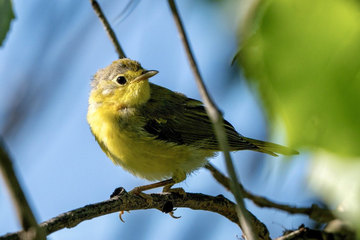 new world warbler sp. - ML638557034