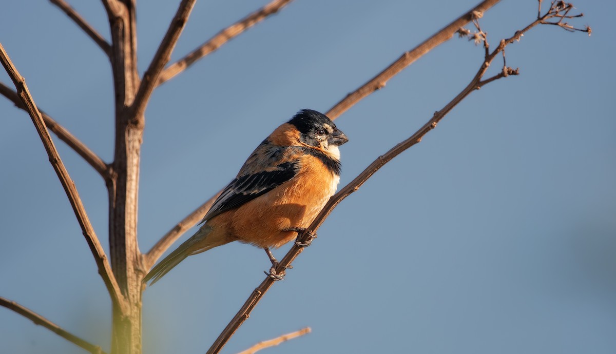 Rusty-collared Seedeater - ML638557039