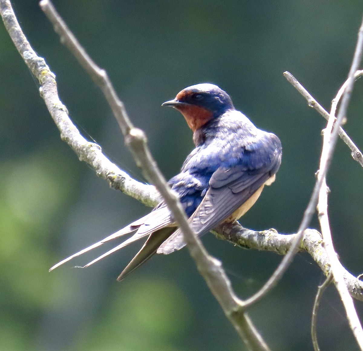 vlaštovka obecná (ssp. erythrogaster) - ML638557051