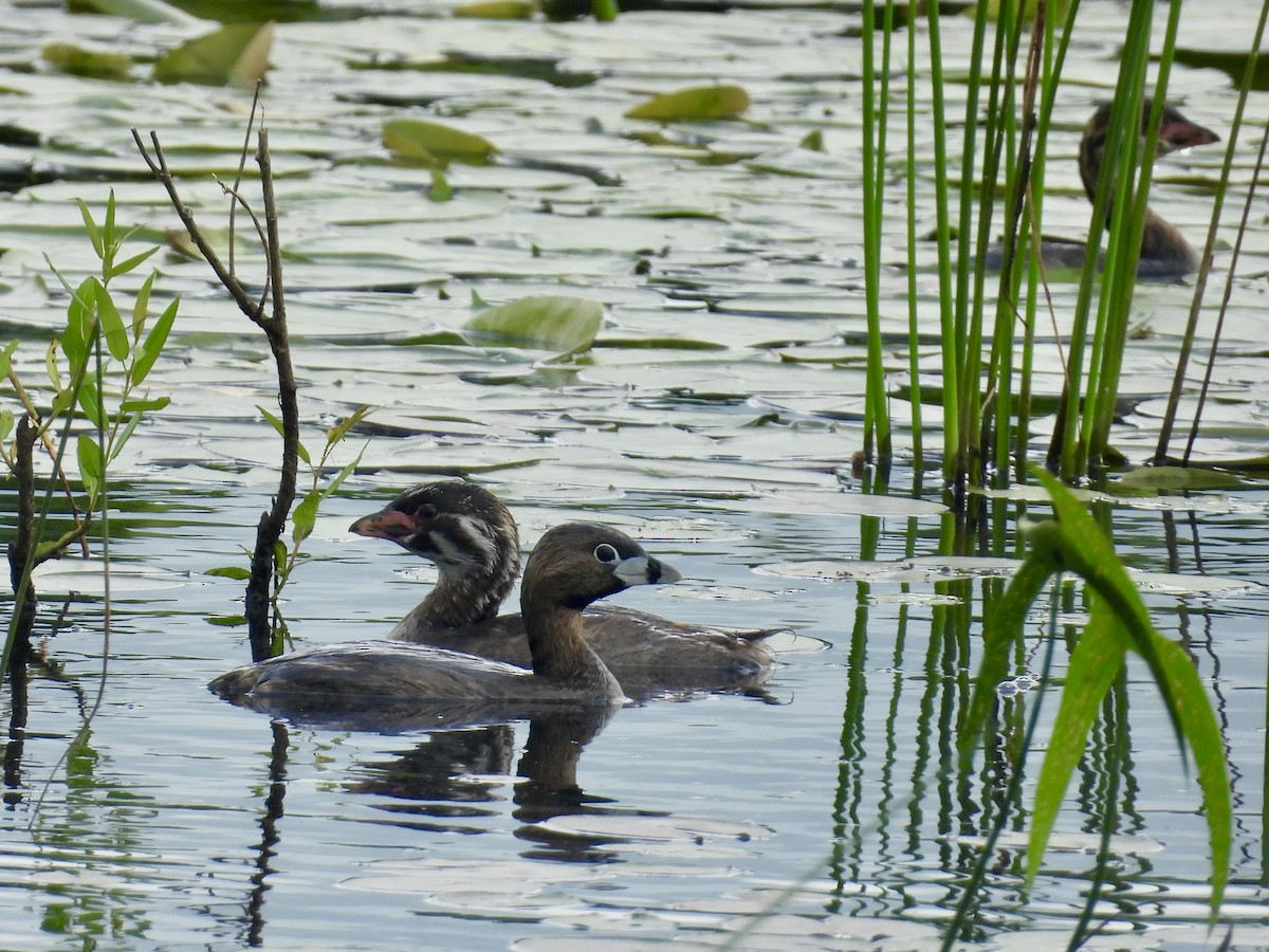 Pied-billed Grebe - ML638557053