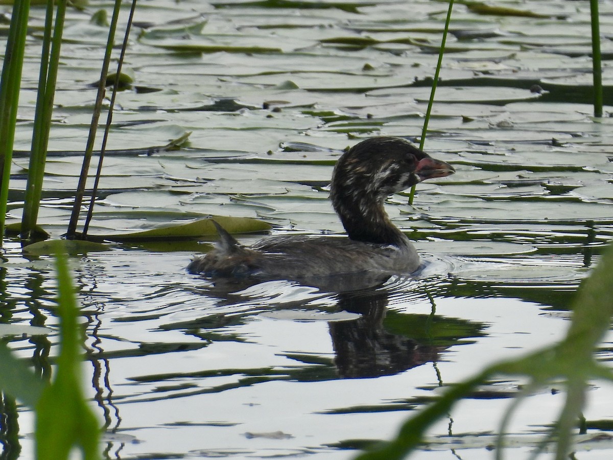 Pied-billed Grebe - ML638557059