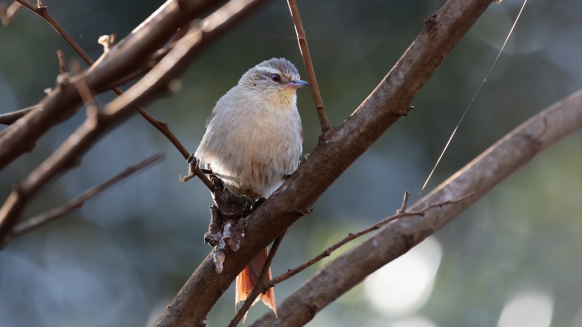 Olive Spinetail - ML638557065