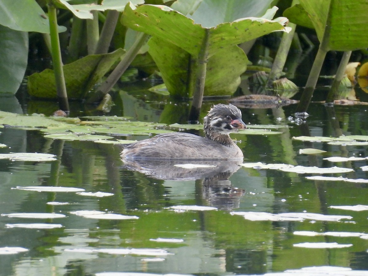 Pied-billed Grebe - ML638557079