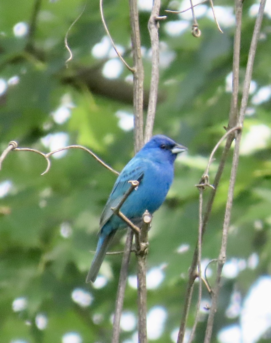 Indigo Bunting - ML638557080