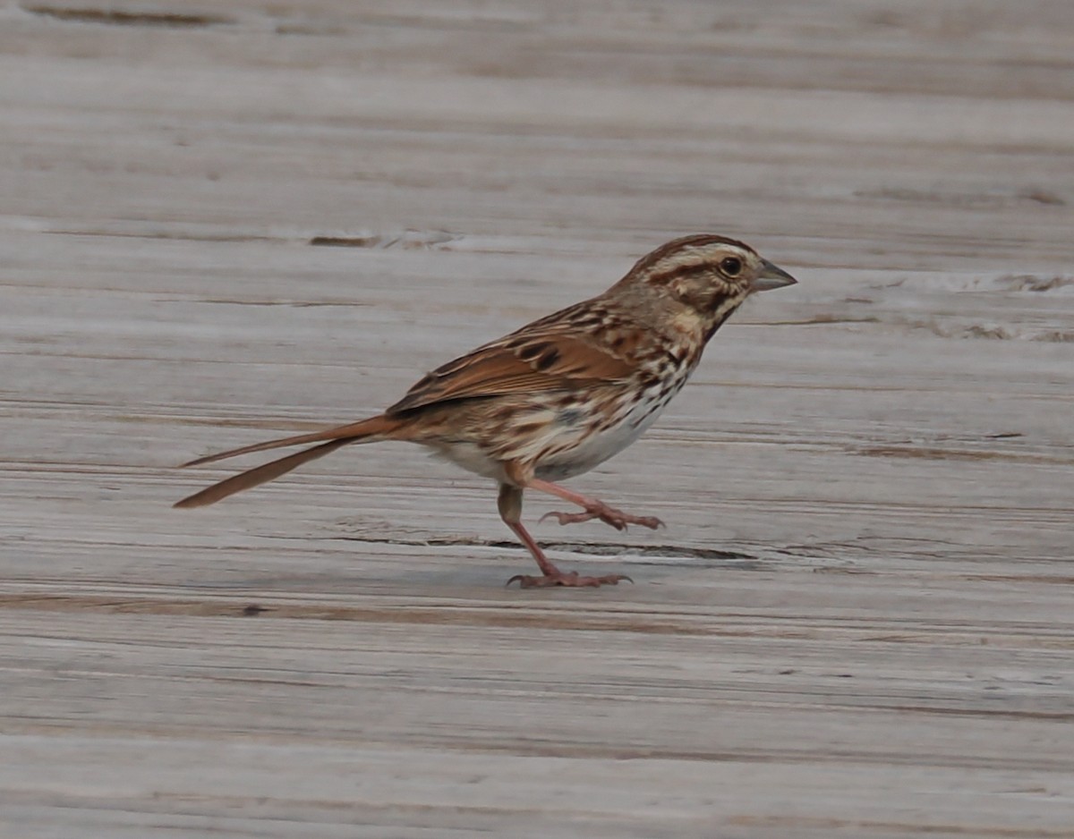 Song Sparrow - ML638557084