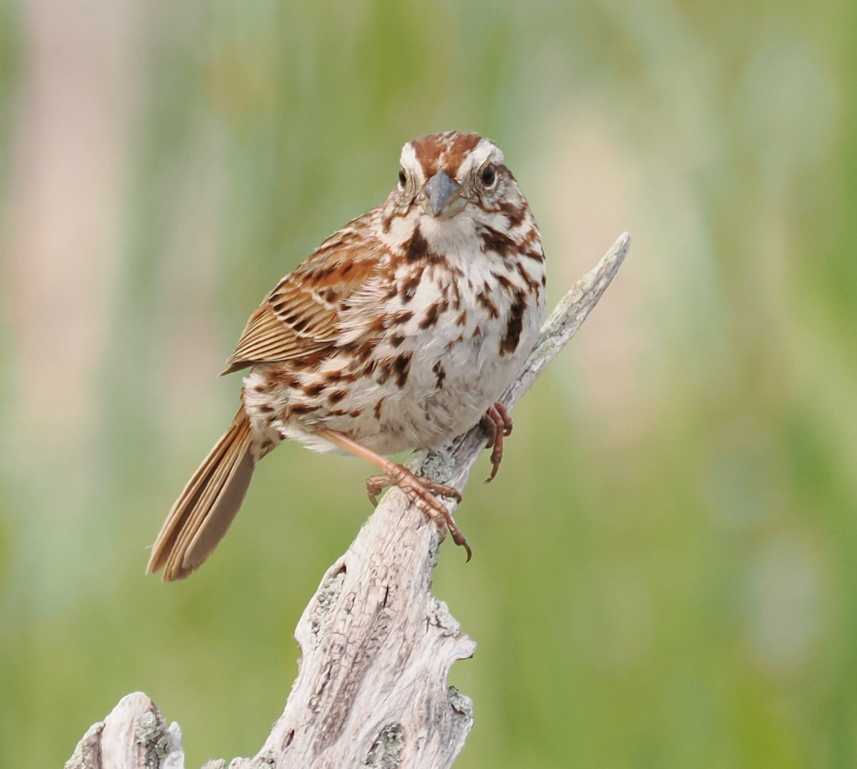 Song Sparrow - ML638557085