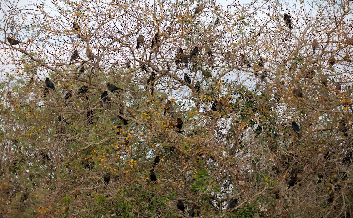 Chestnut-capped Blackbird - ML638557095