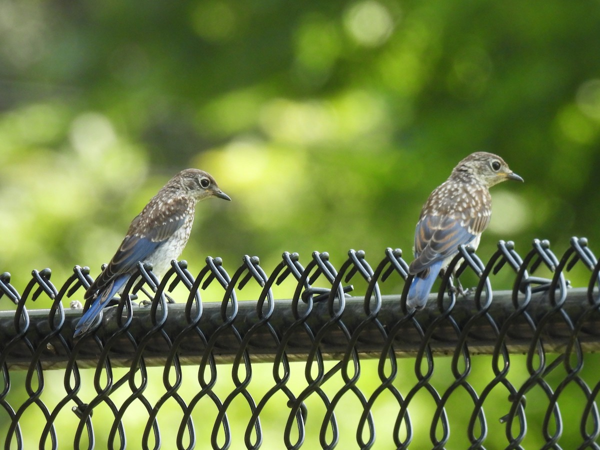 Eastern Bluebird - ML638557099