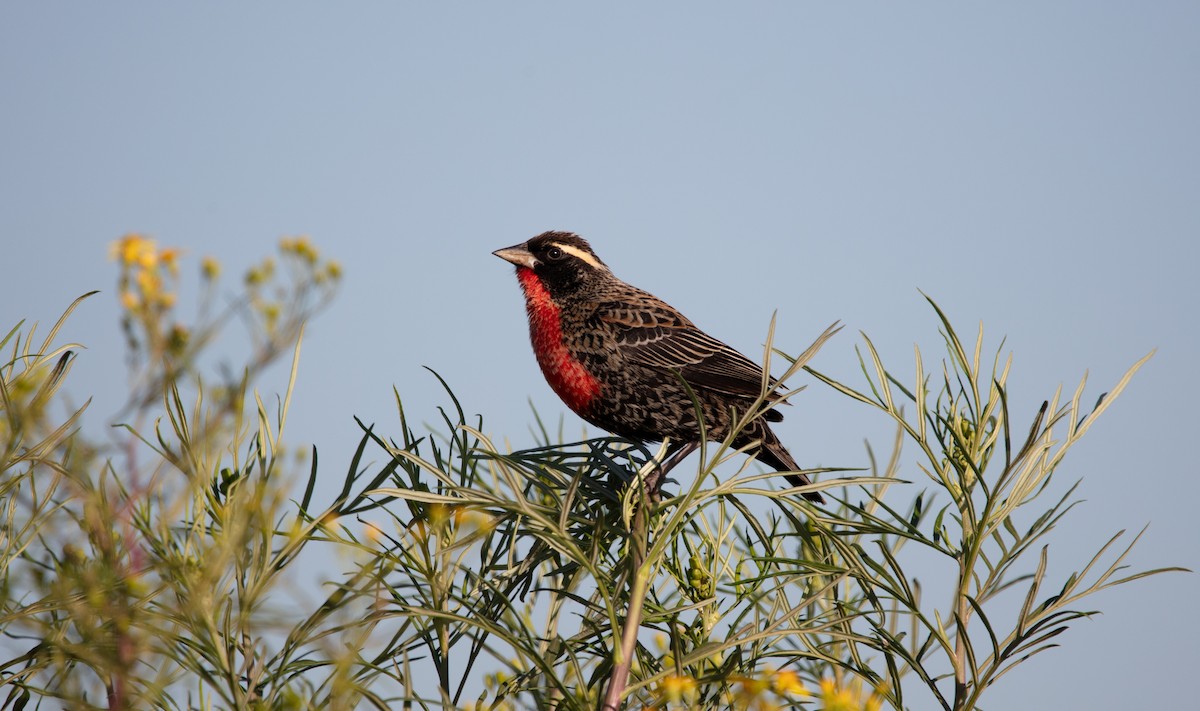 White-browed Meadowlark - ML638557101