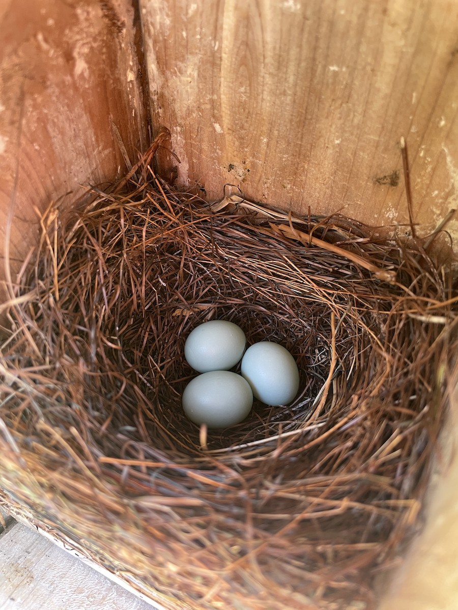 Eastern Bluebird - ML638557110