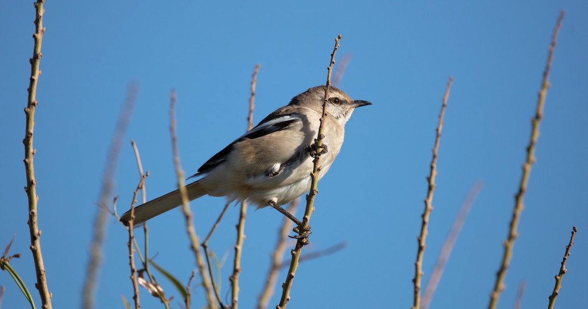 White-banded Mockingbird - ML638557113