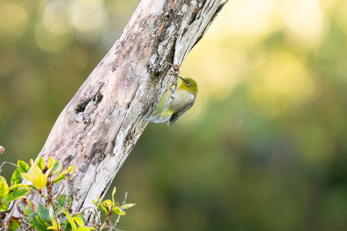 Warbling White-eye - ML638557121