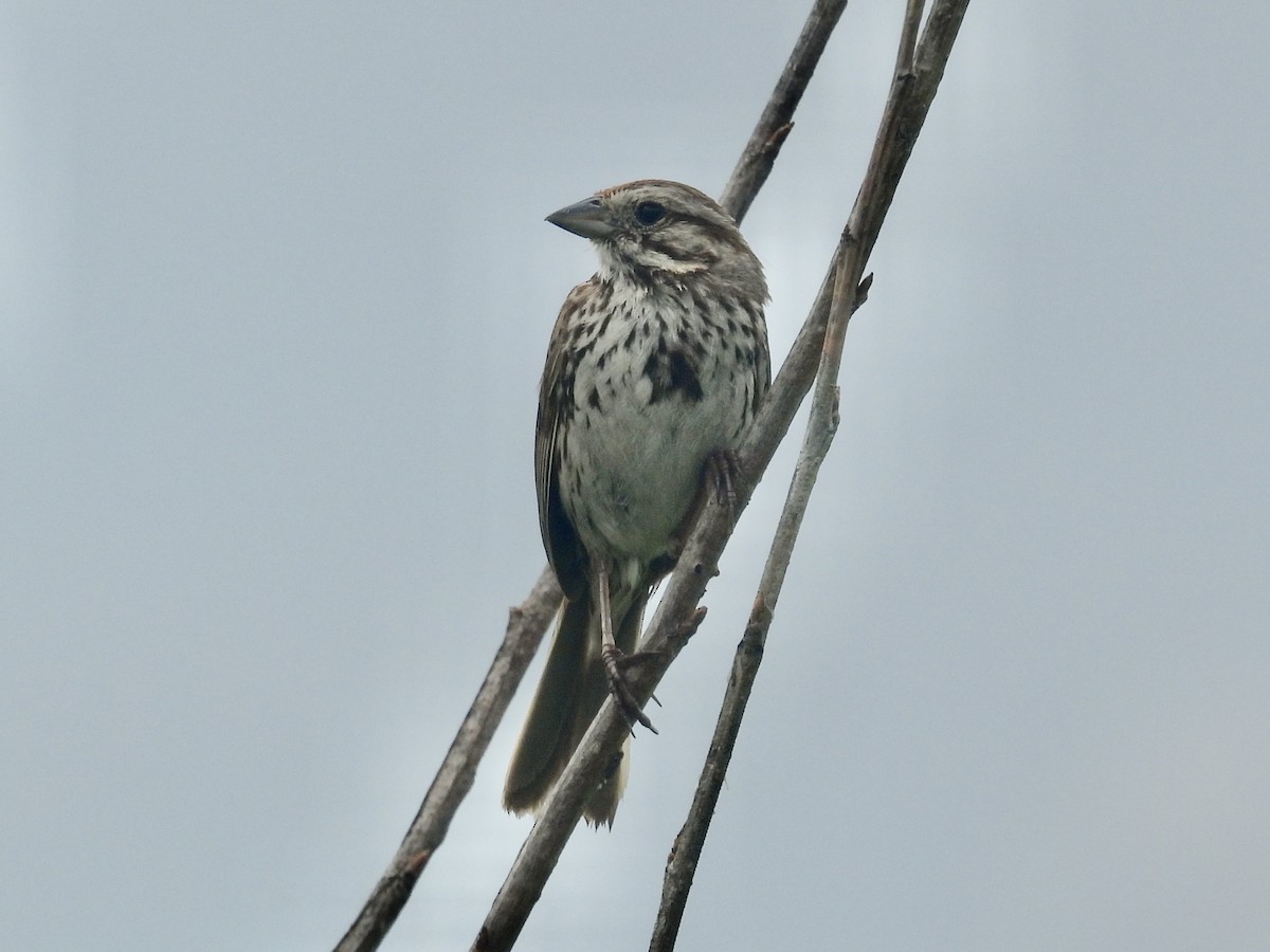 Song Sparrow - ML638557124