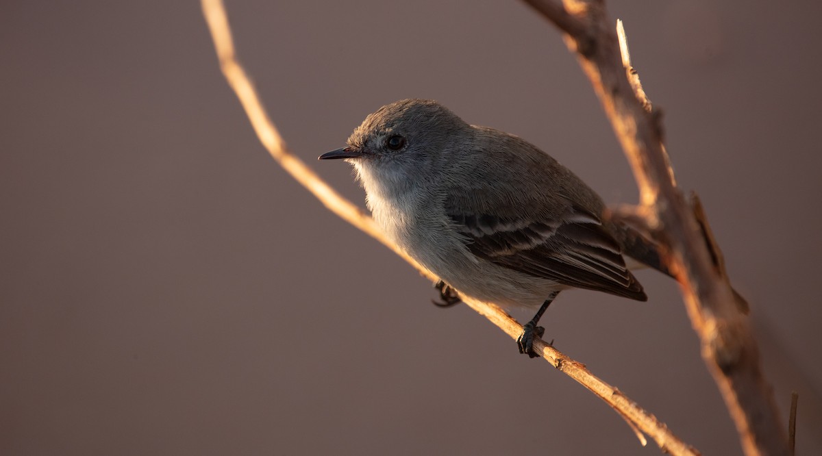 Sooty Tyrannulet - ML638557129