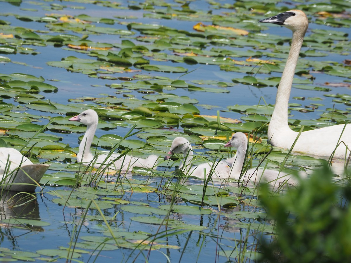 Trumpeter Swan - ML638557130