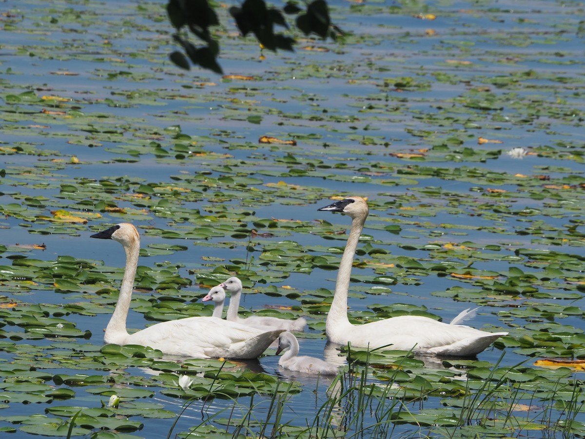Trumpeter Swan - ML638557131