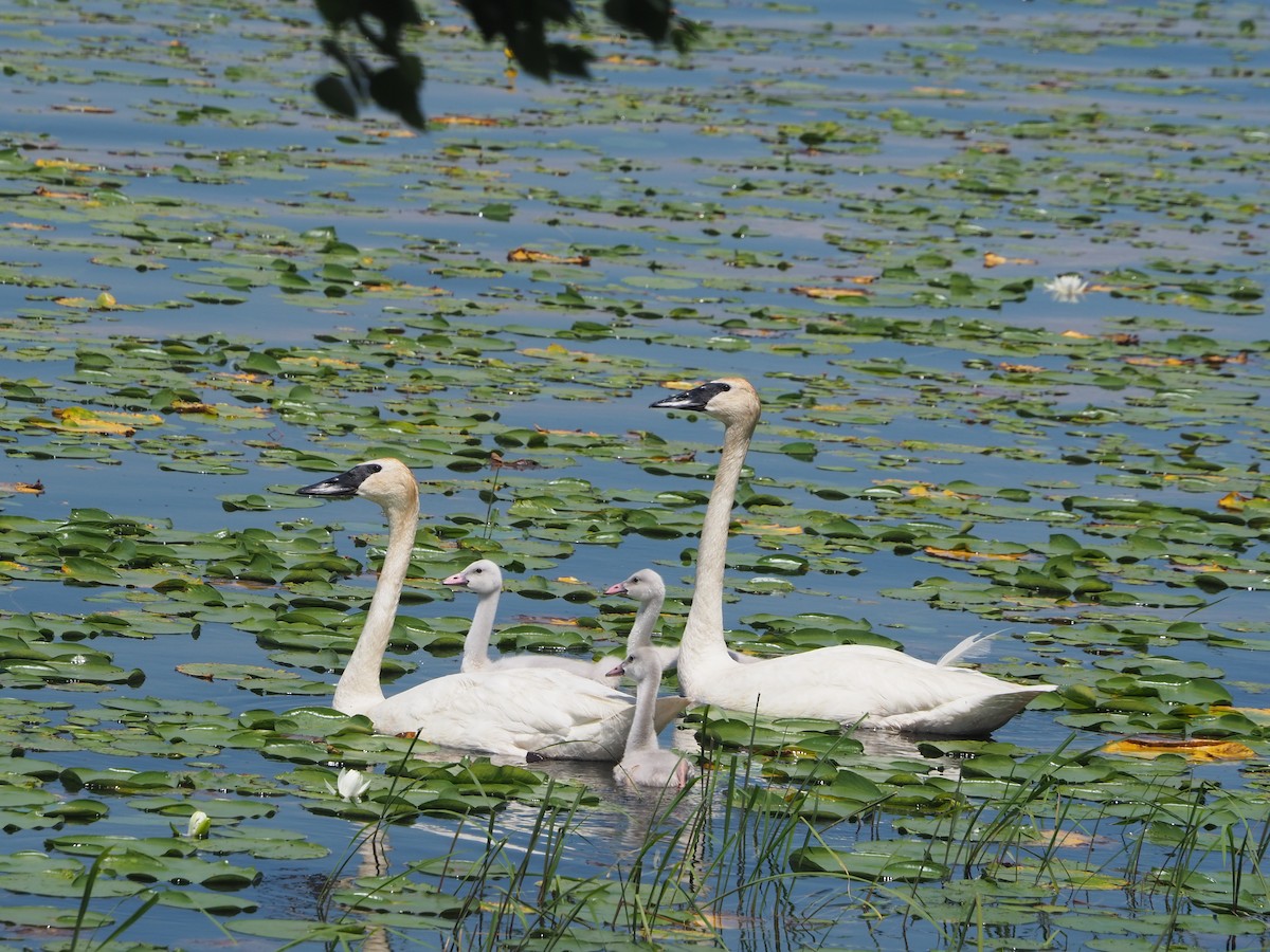 Trumpeter Swan - ML638557132