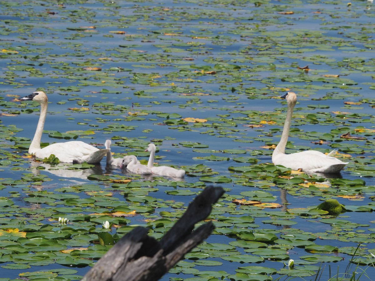 Trumpeter Swan - ML638557133