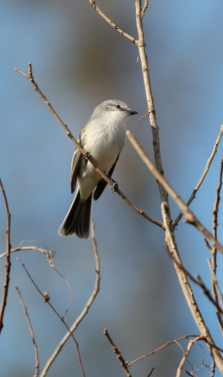 Suiriri Flycatcher - ML638557134