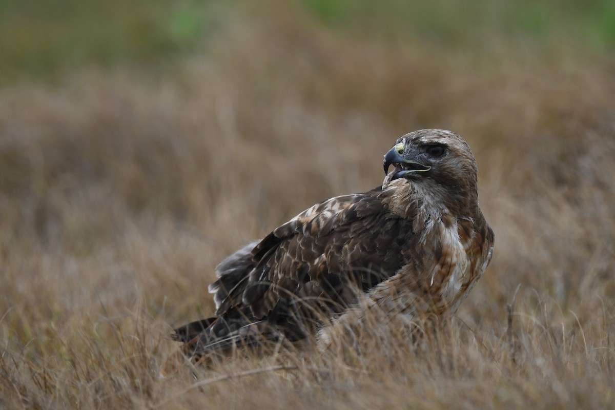Red-tailed Hawk - ML638557144