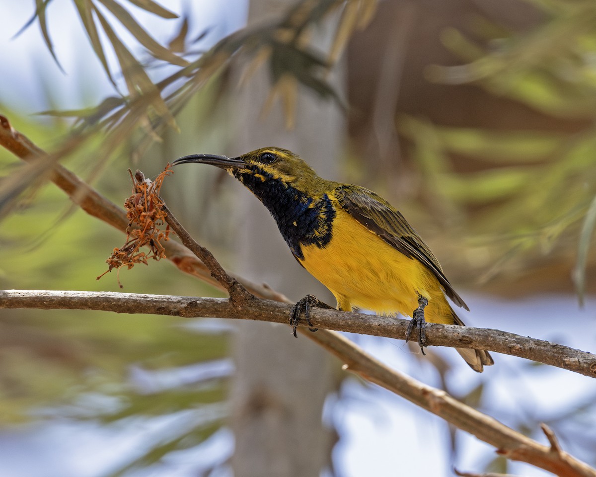 Sahul Sunbird - ML638557170