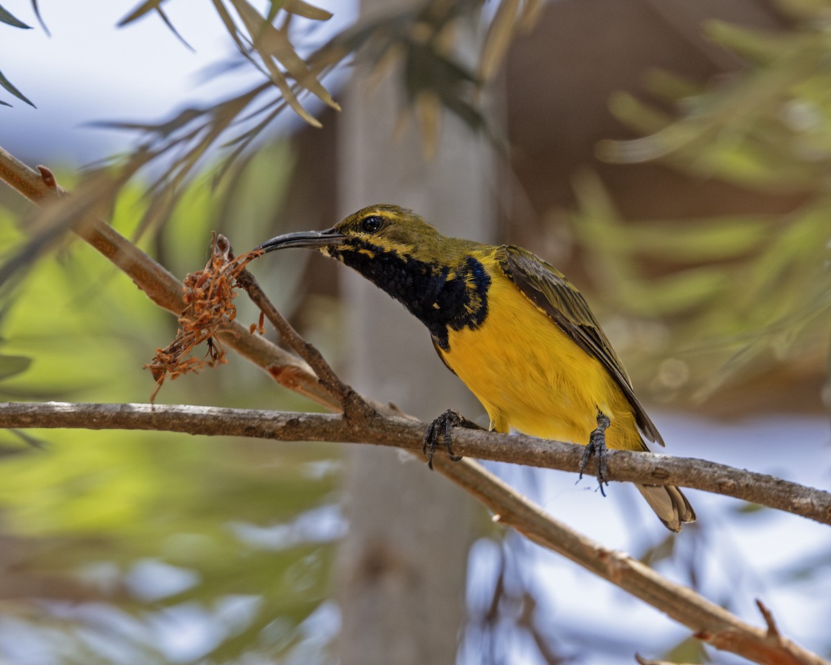 Sahul Sunbird - ML638557172