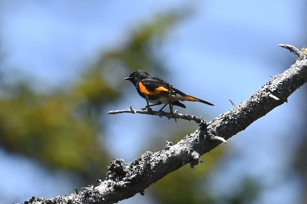 American Redstart - ML638557180