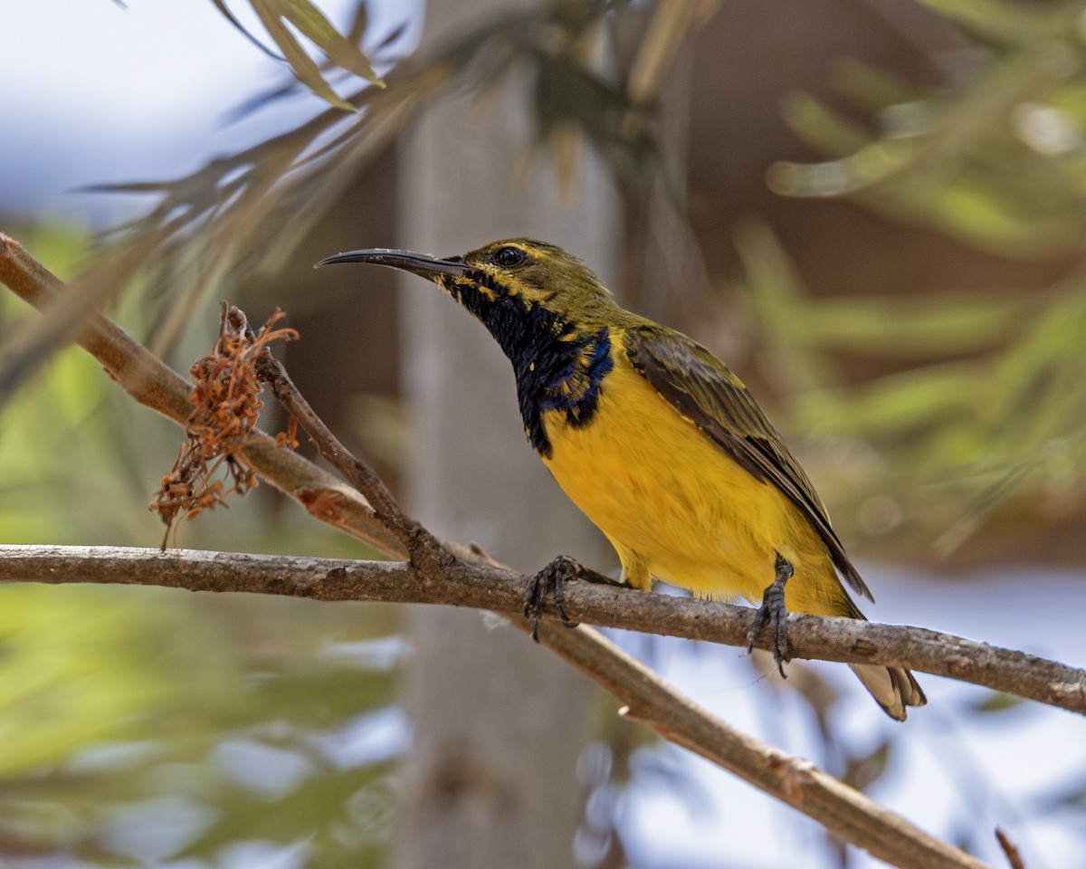 Sahul Sunbird - ML638557183