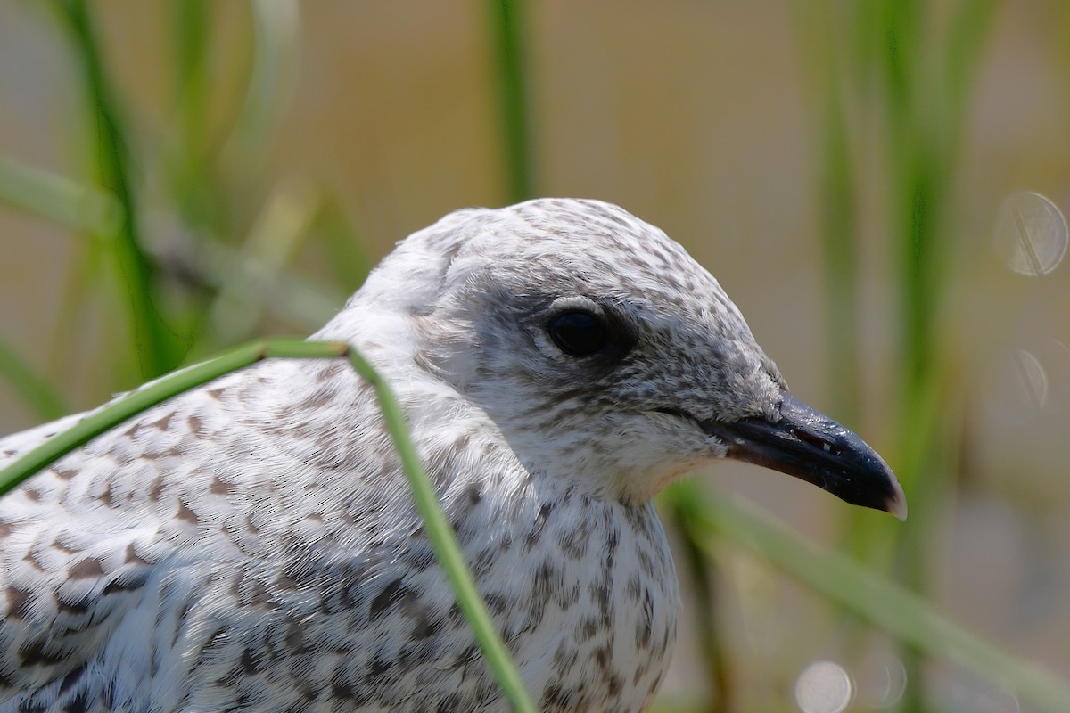 Ring-billed Gull - ML638557187