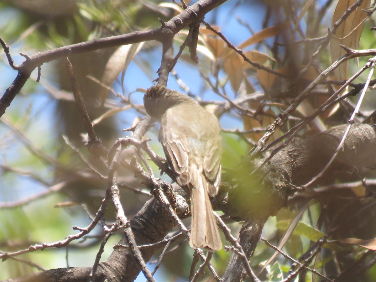 Dusky-capped Flycatcher - ML638557189