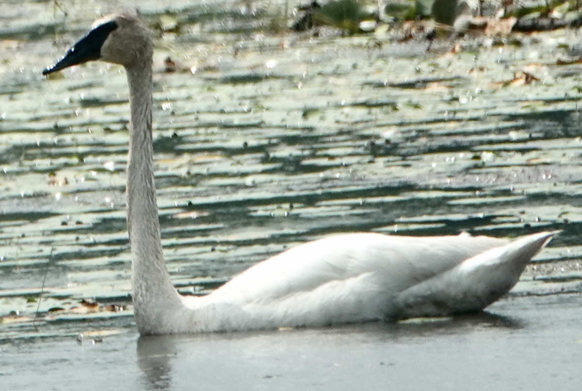 Trumpeter Swan - ML638557192