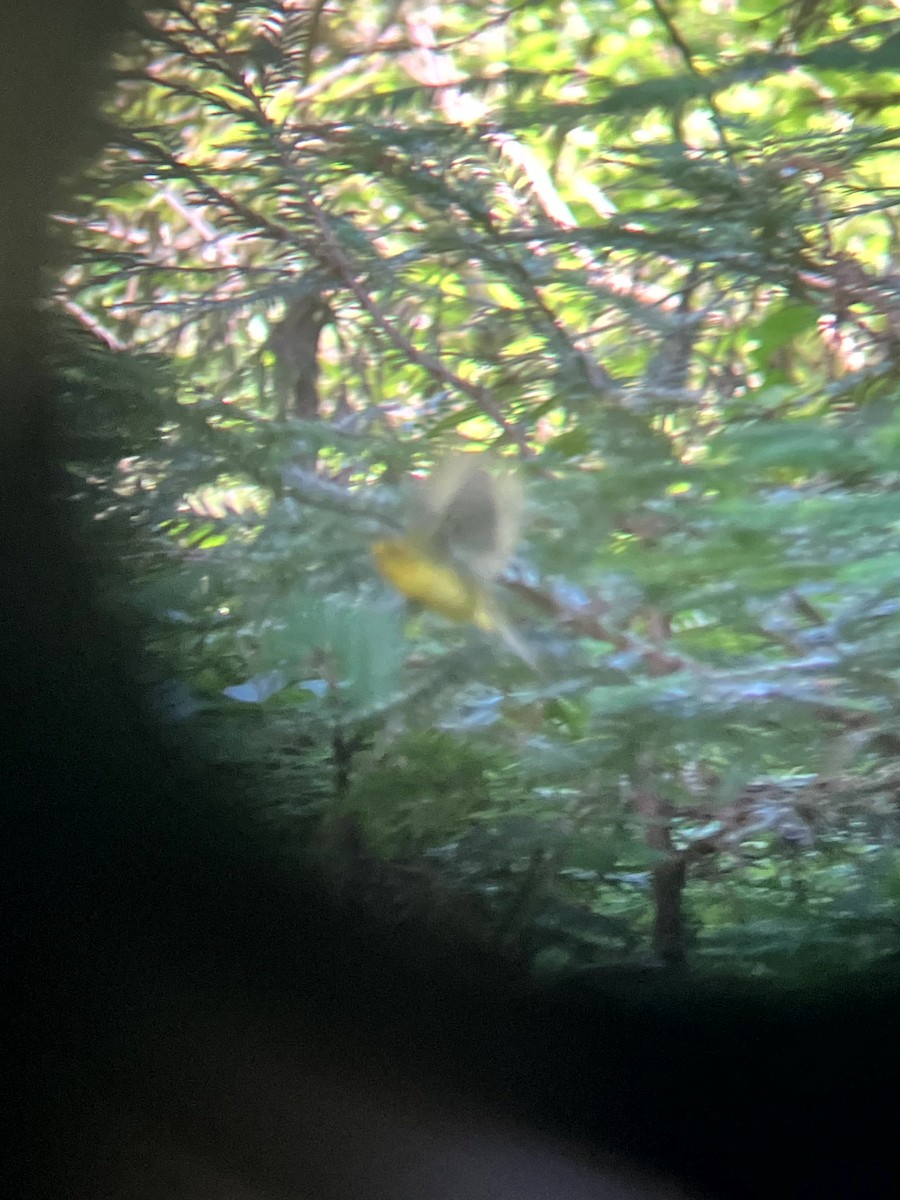 Wilson's Warbler - ML638557195