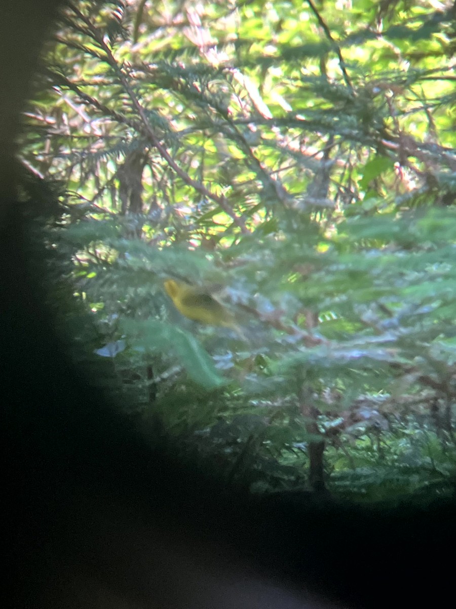 Wilson's Warbler - ML638557196