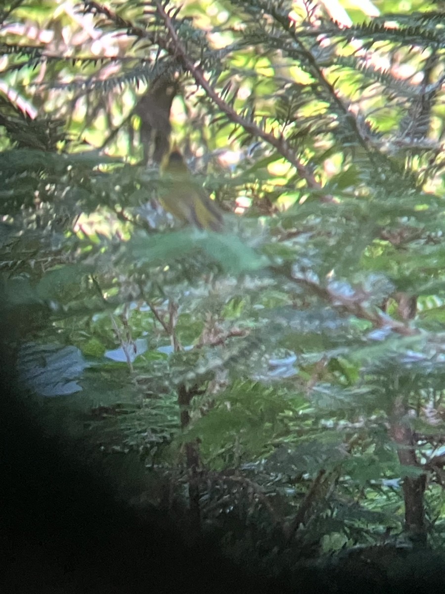 Wilson's Warbler - ML638557197