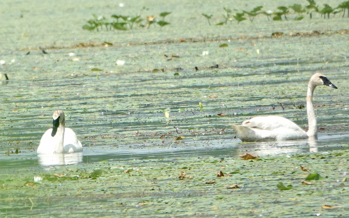 Trumpeter Swan - ML638557198