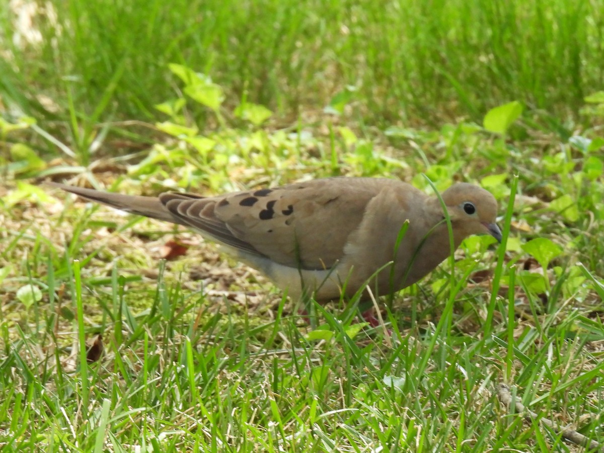Mourning Dove - ML638557199