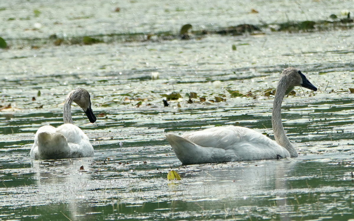 Trumpeter Swan - ML638557200
