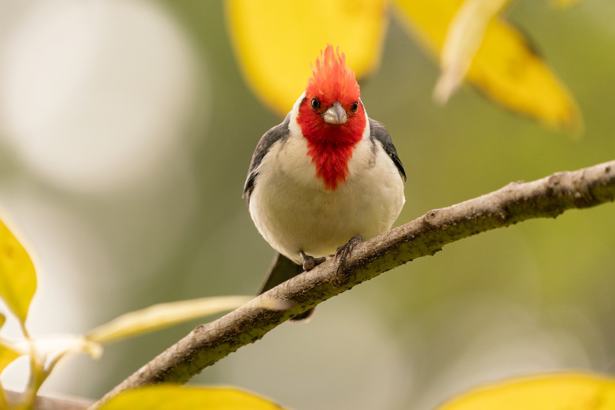 Red-crested Cardinal - ML638557201