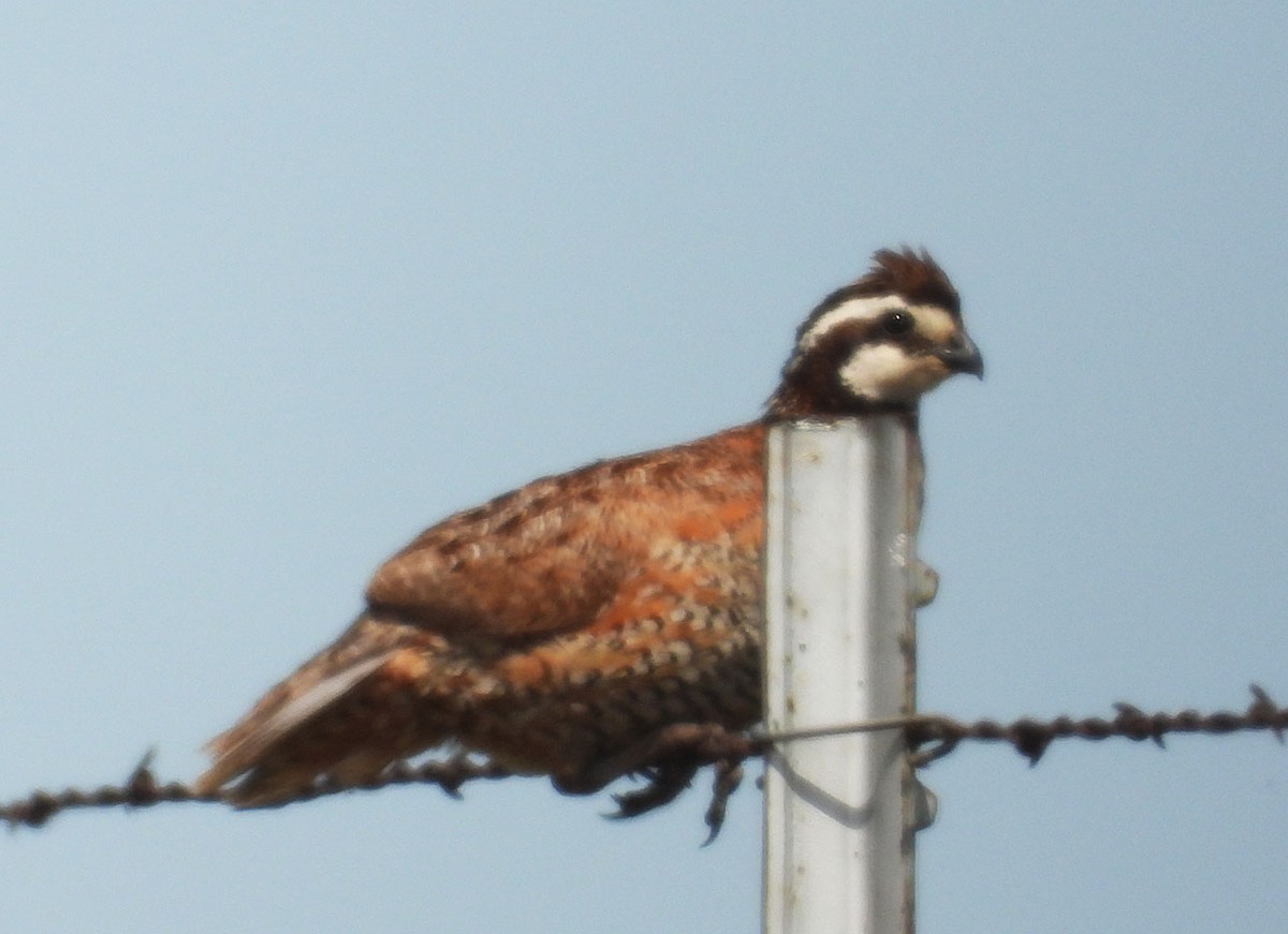 Northern Bobwhite - ML638557202