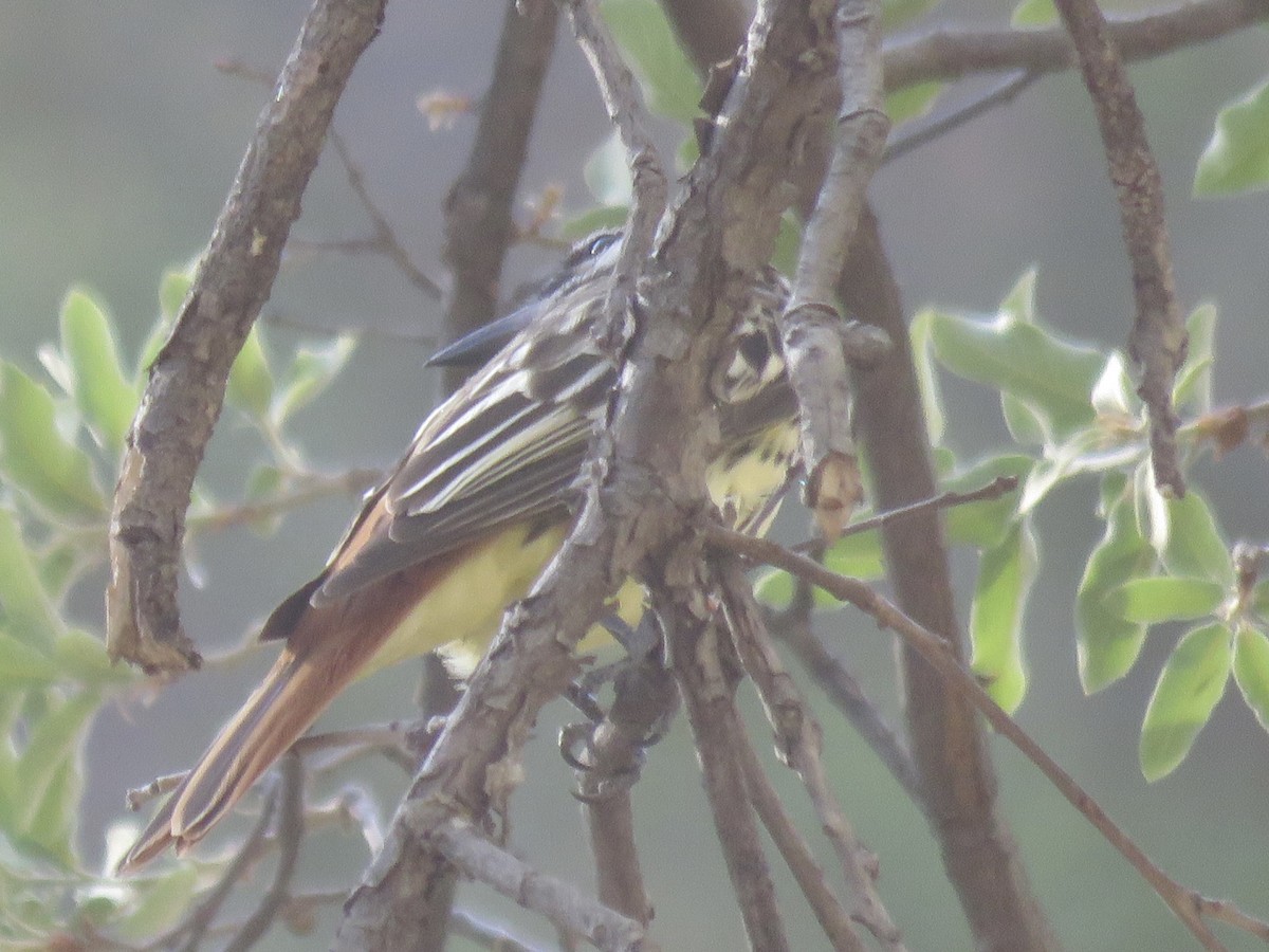 Sulphur-bellied Flycatcher - ML638557203