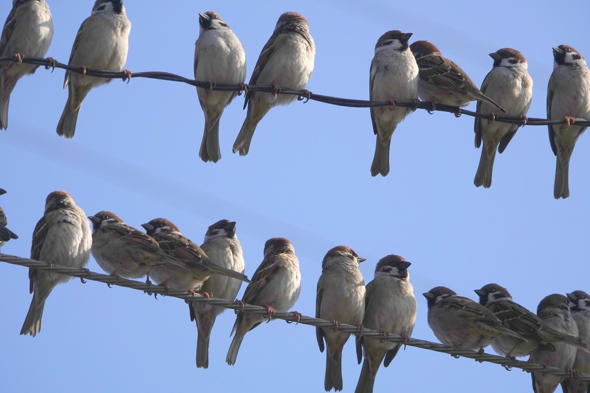 Eurasian Tree Sparrow - ML638557204