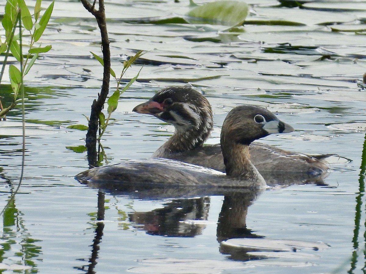 Pied-billed Grebe - ML638557206
