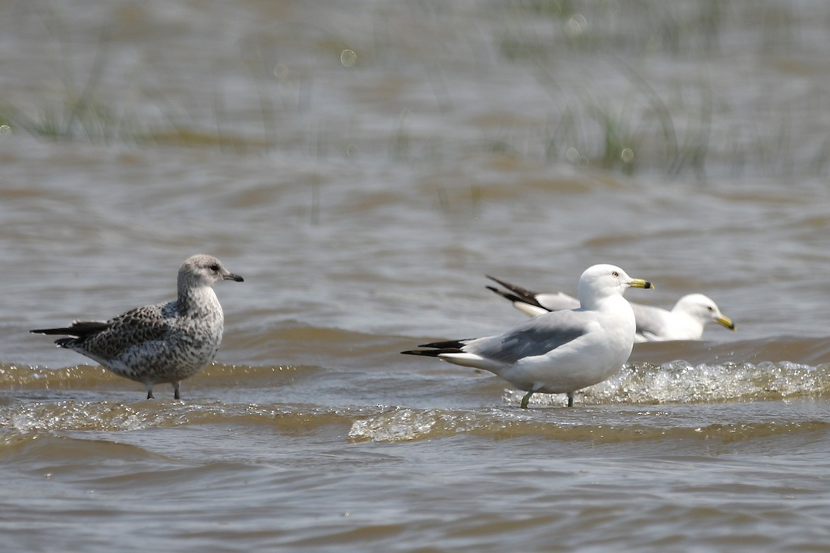 Ring-billed Gull - ML638557208