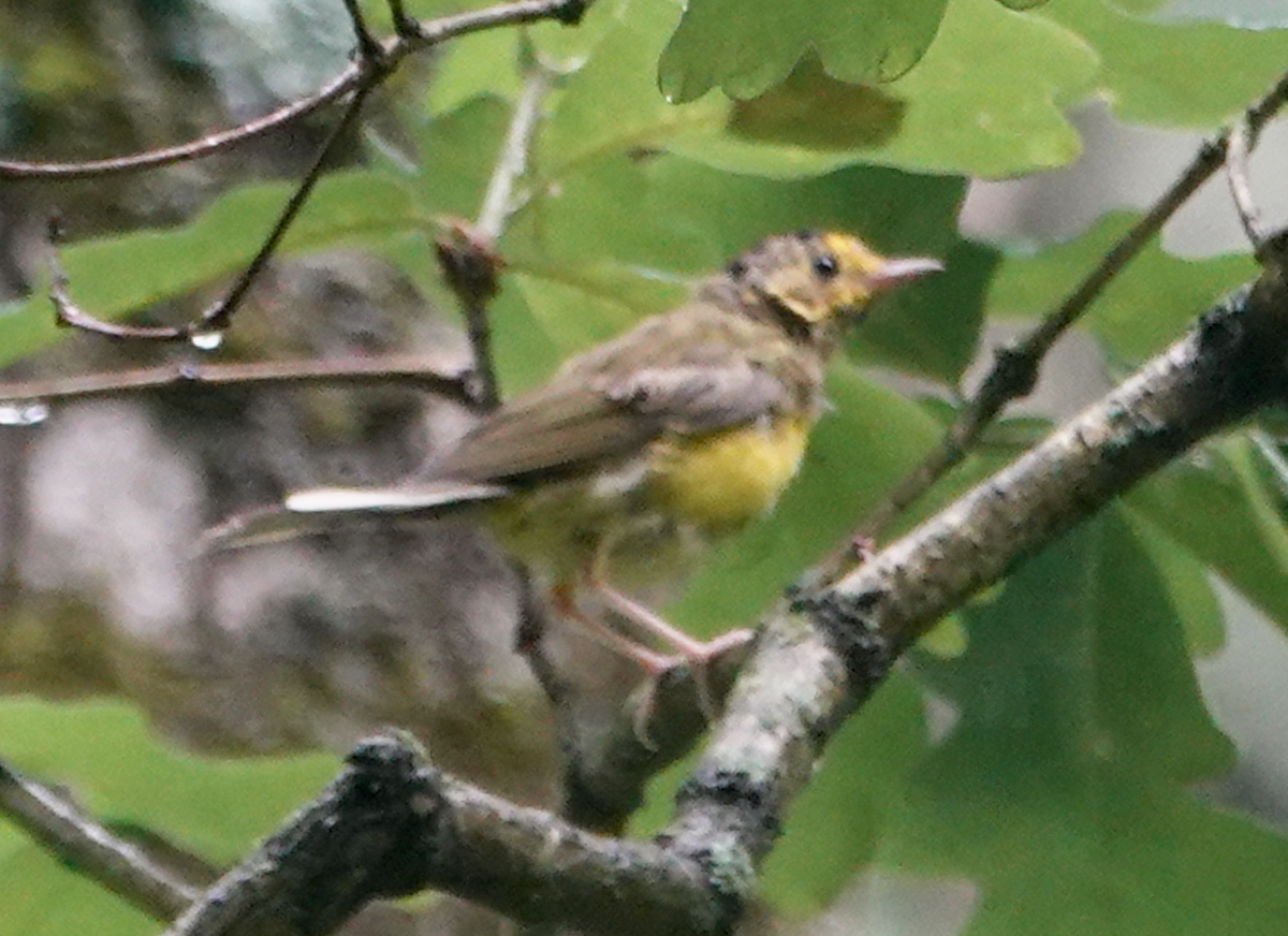Hooded Warbler - ML638557215