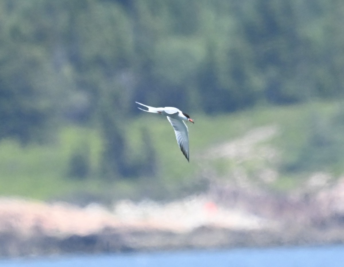 Common Tern - ML638557216