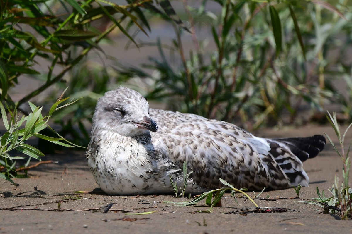 Ring-billed Gull - ML638557218